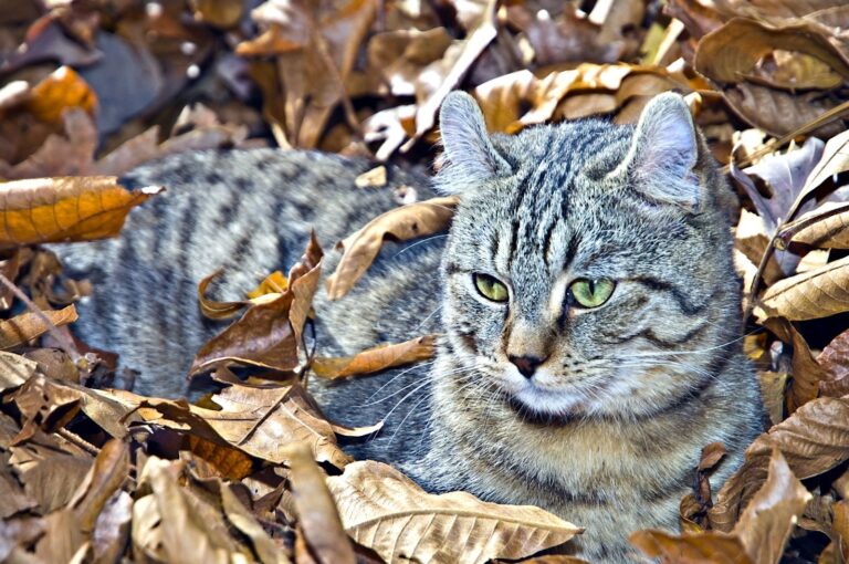 Highland Lynx (Highlander)