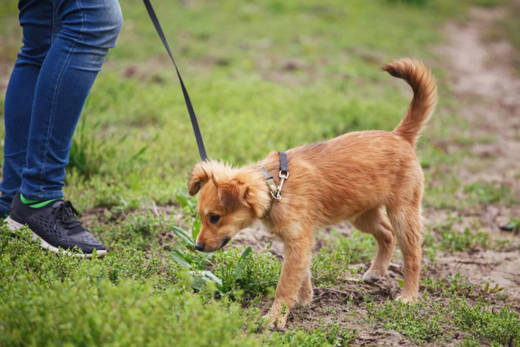 promener_son_chiot