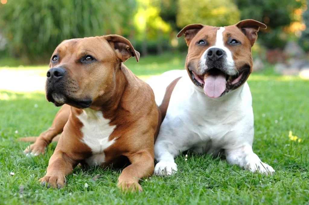 sterilisation_amstaff
