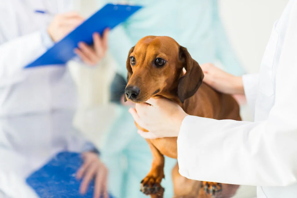 sterilisation_castration_visite_veterinaire