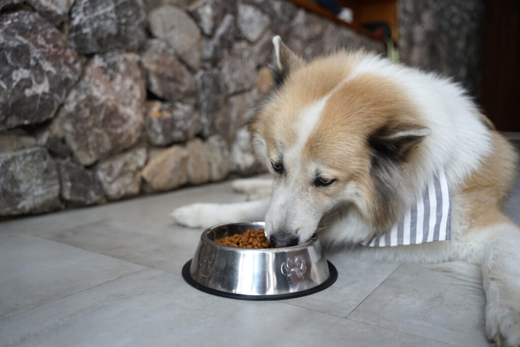 chien qui mange