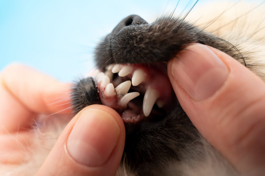 dents du chien