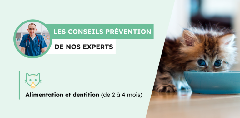 Alimentation et dentition du chaton de 2 mois : conseils