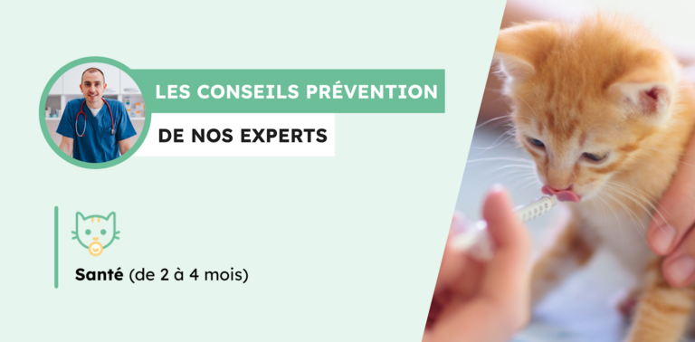Pour votre chaton, misez sur la prévention