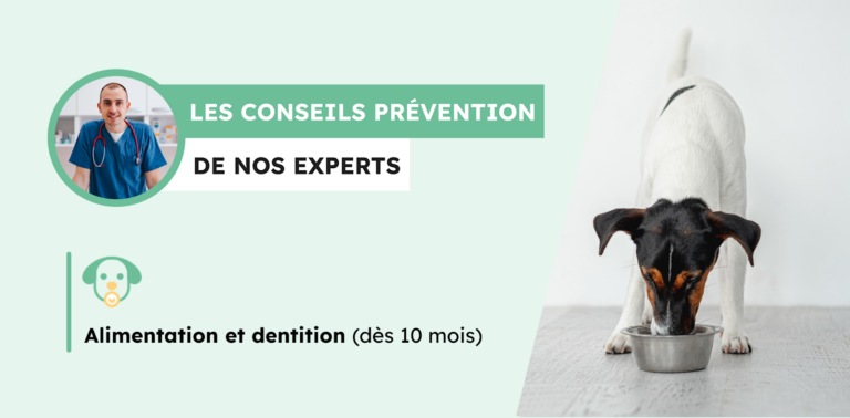 Alimentation et dentition du chien adulte