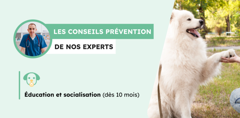 Comportement du chien adulte : faire le point