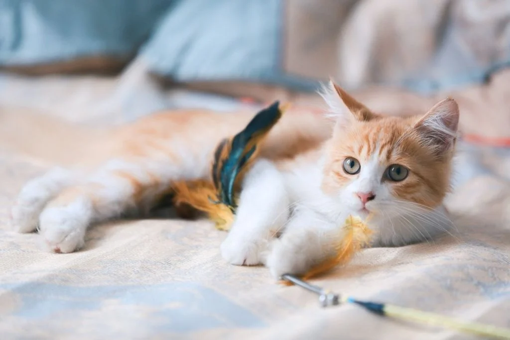 Chaton avec une plume