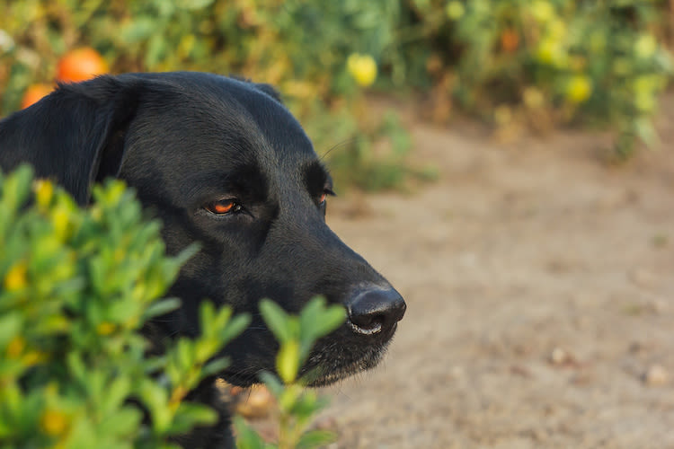 Que faire lorsque l’on a trouvé un chien ou un chat ?