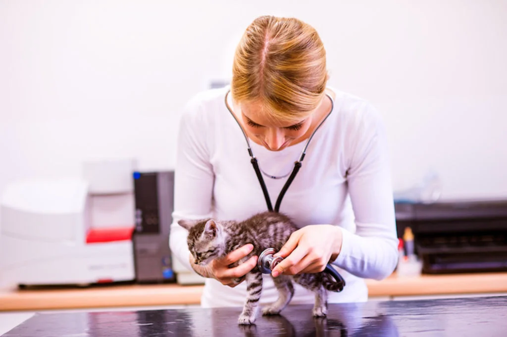 bilan_de_sante_chaton