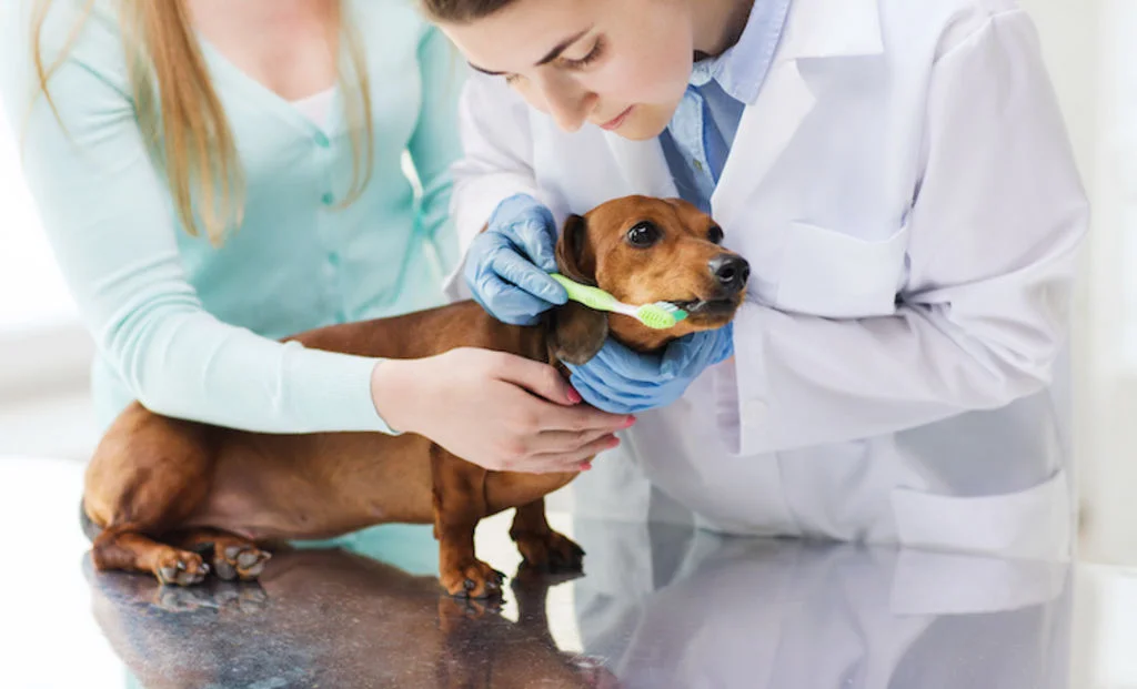 brosser_les_dents_de_son_chien