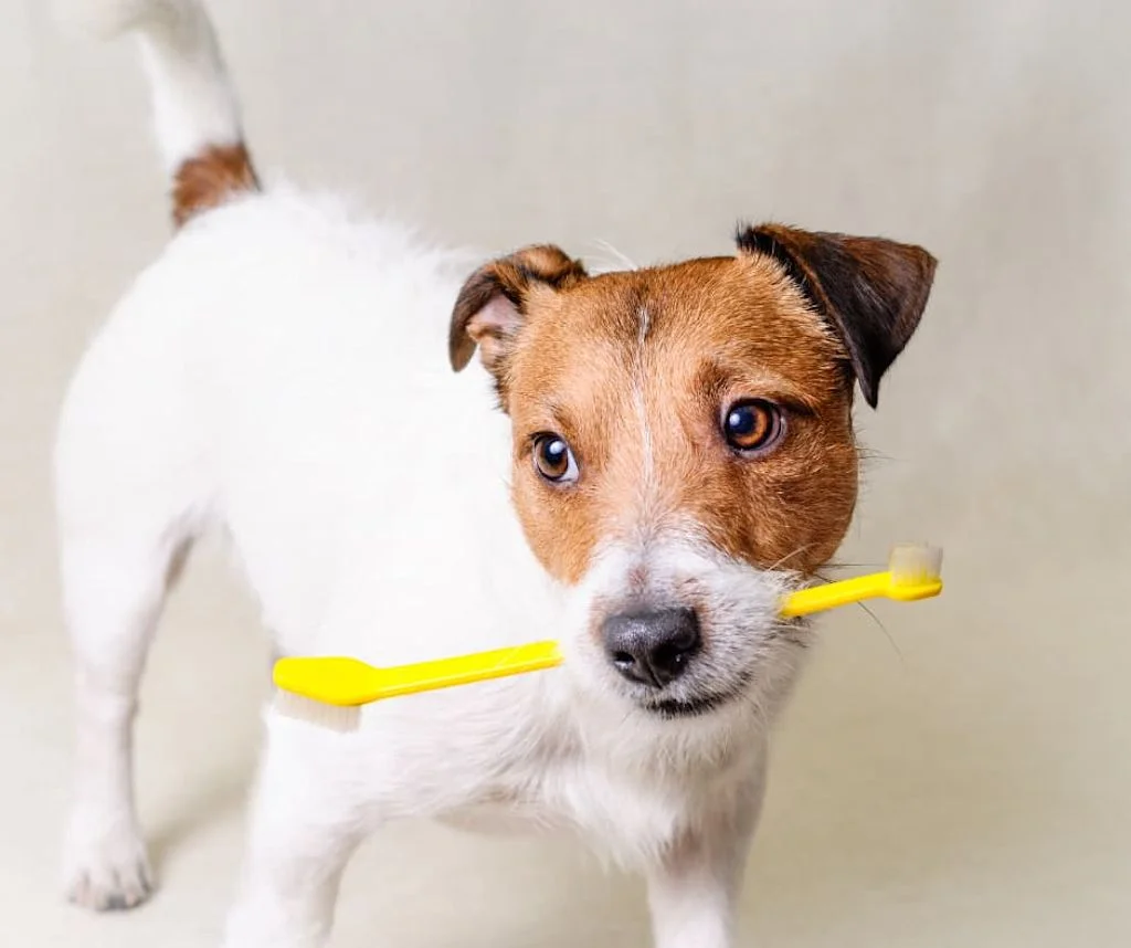 brosser dents du chien