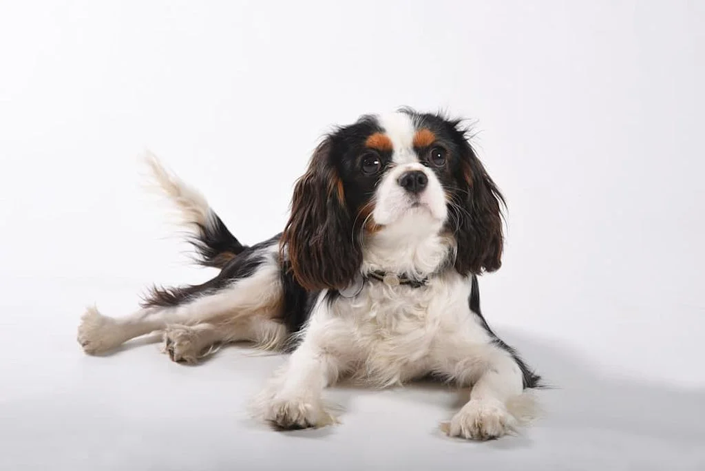 cavalier king charles couch&eacute;