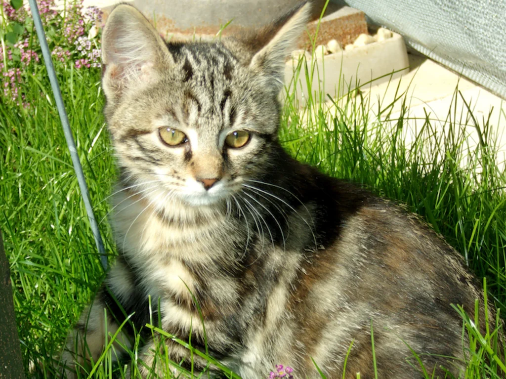 chat_exterieur_jardin