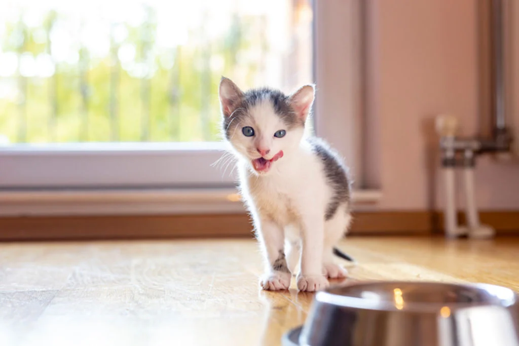chaton_alimentation