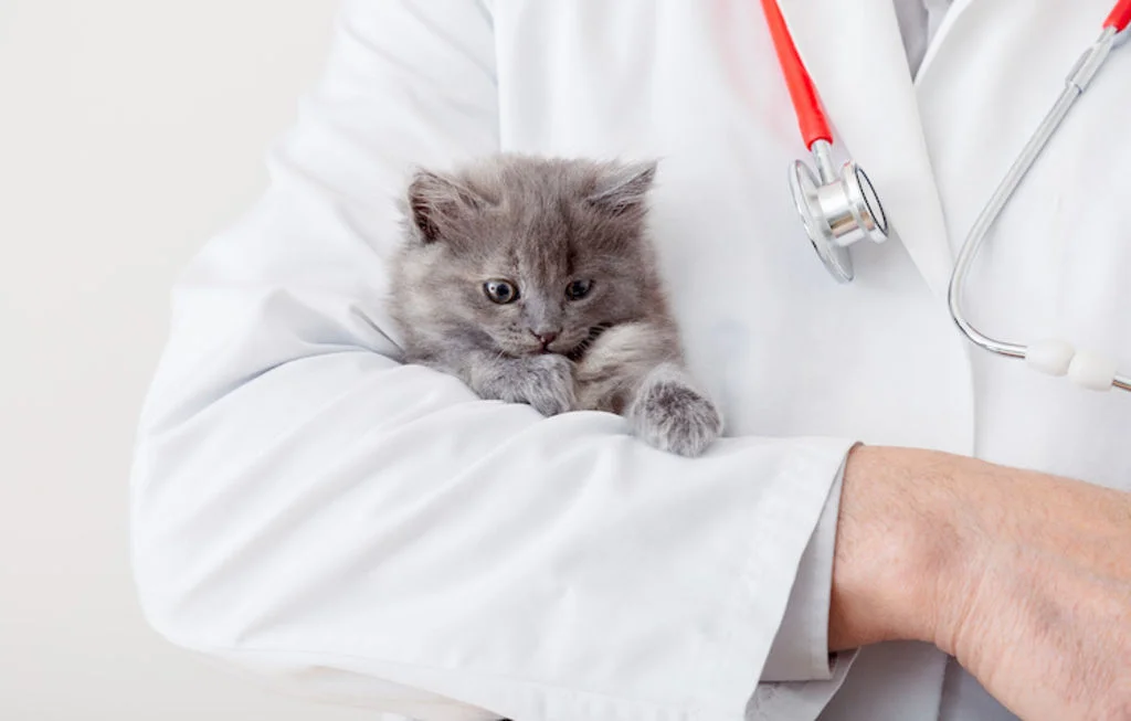 chaton_visite_veterinaire