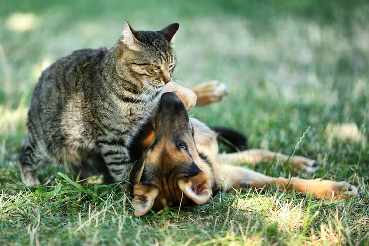 Après-Covid : passer un bel été avec son chien ou chat