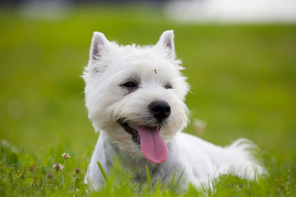 chien_danger_insecte_leihmaniose