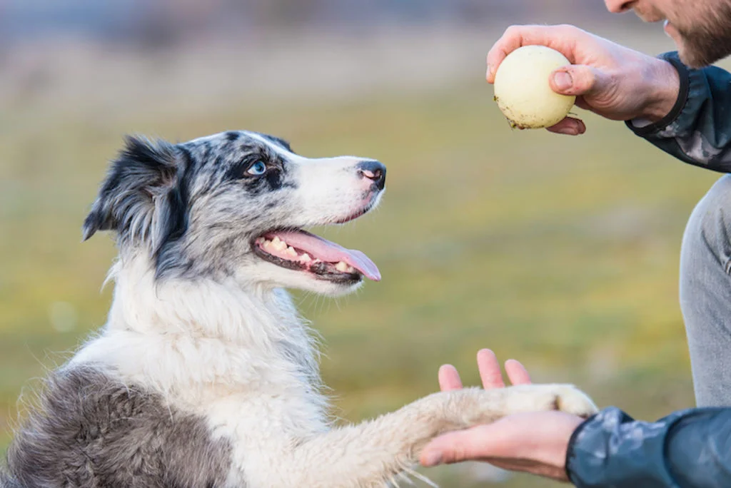 chien_education_positive
