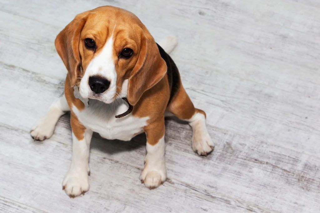 chien_en_surpoids_obese
