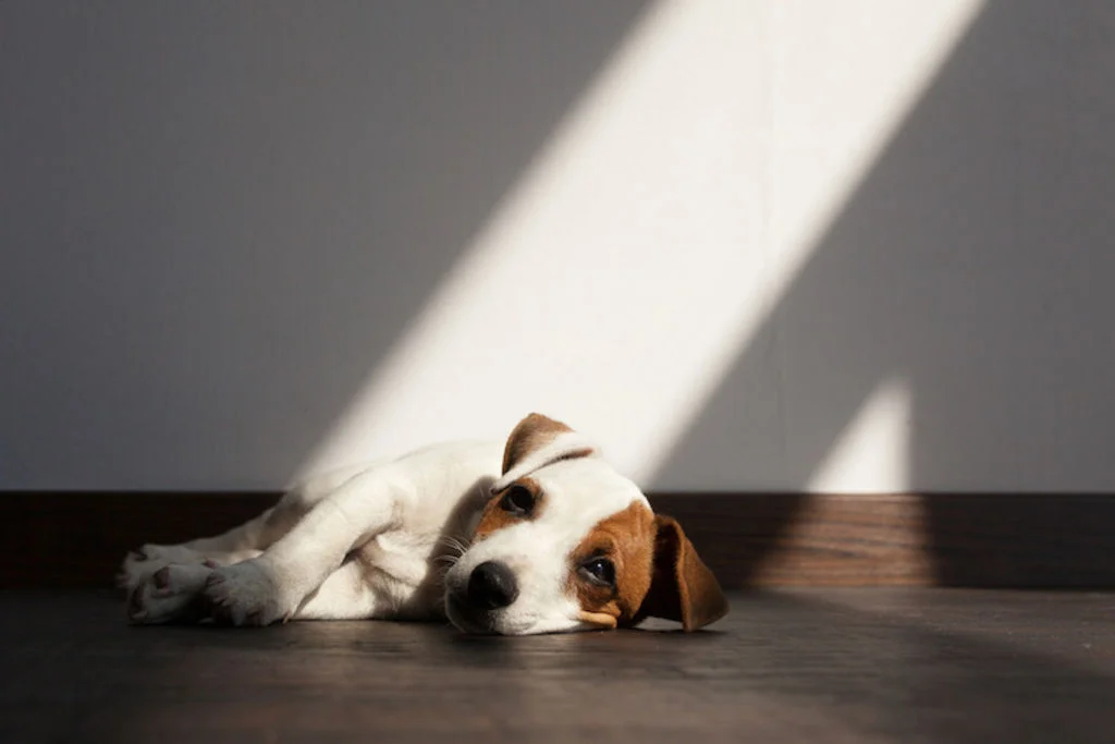 chien_malade_urgence