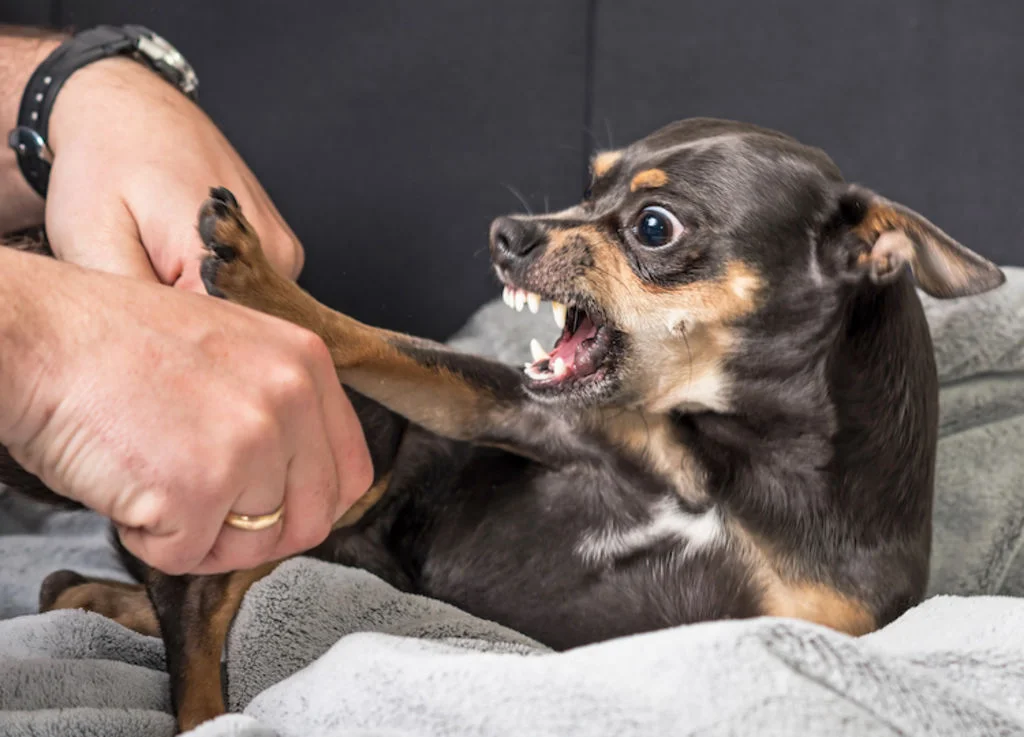 chien_mordeur_declaration_morsure