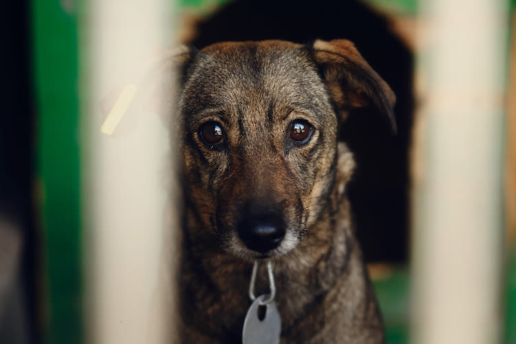 Combien d’animaux ont été perdus et retrouvés en 2020 ?