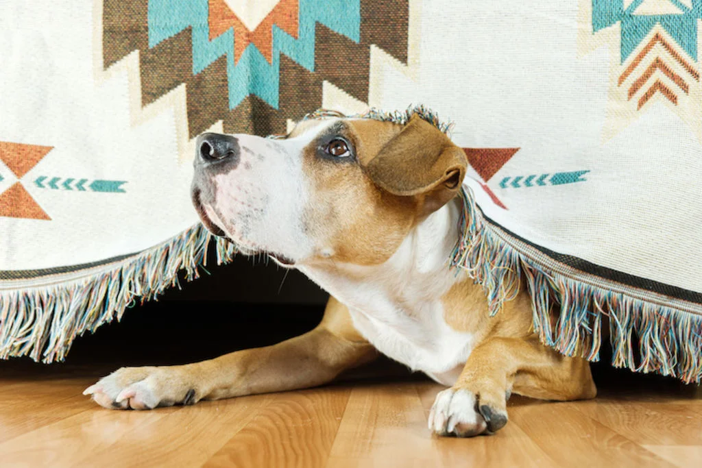 chien_peureux_trouble_du_comportement