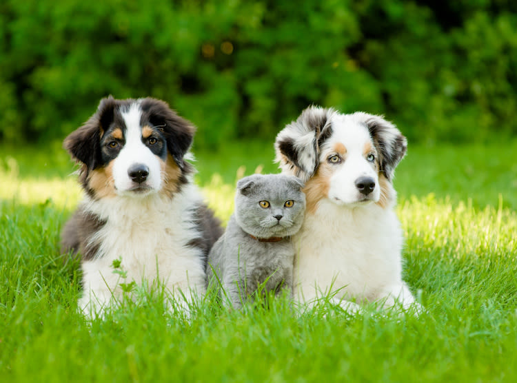 Quels sont les chiens et chats identifiés en France ?
