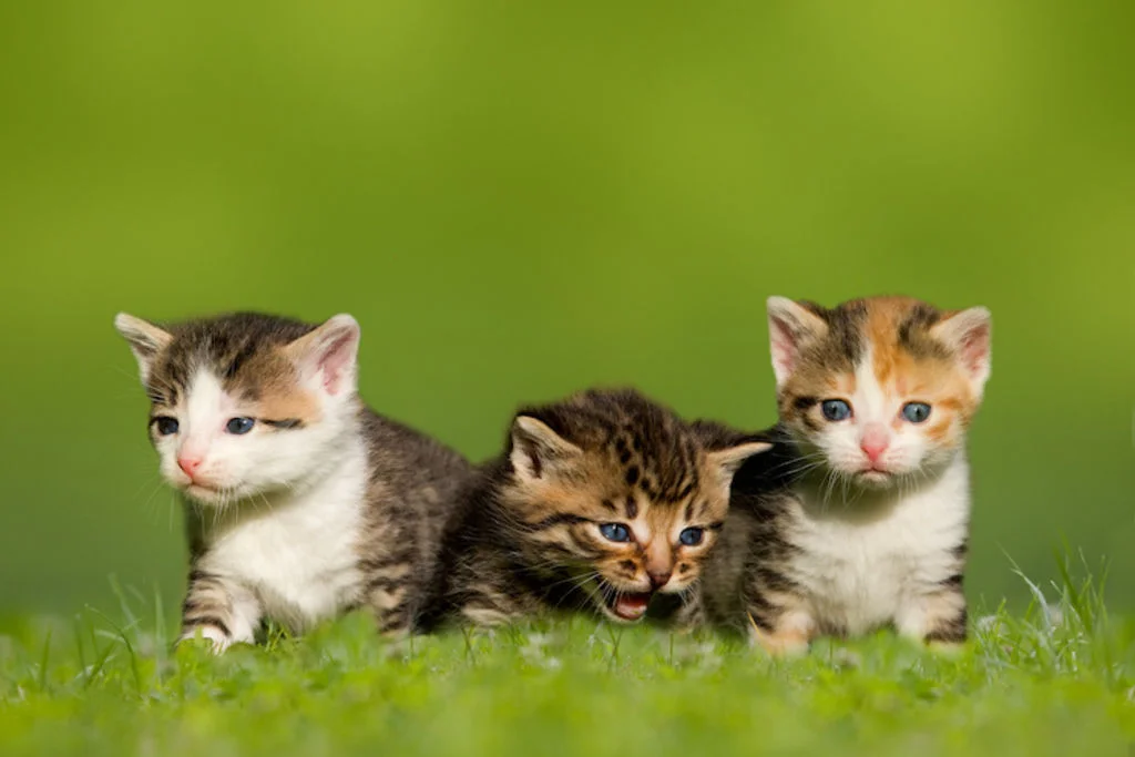choisir_un_chaton