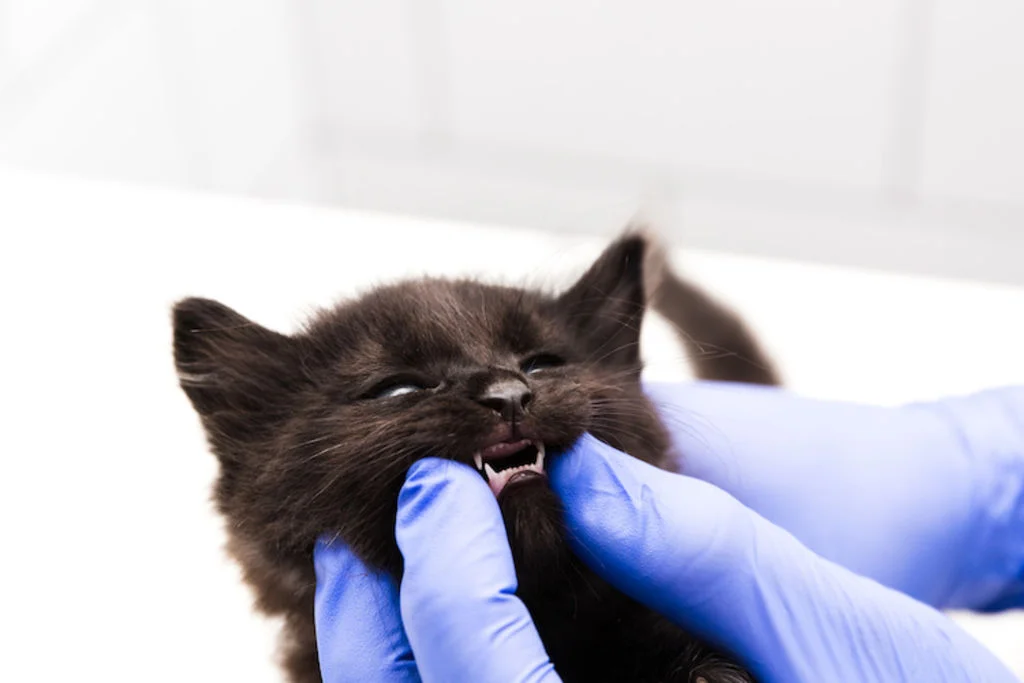 dentition_du_chaton_controle