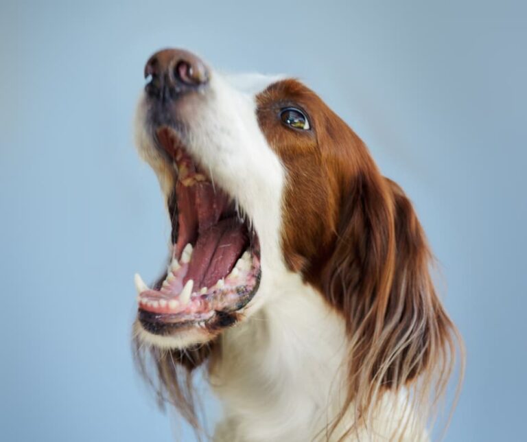Comment savoir si mon chien a mal aux dents ?
