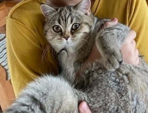 Marion Cotillard retrouve son chat grâce à la puce !