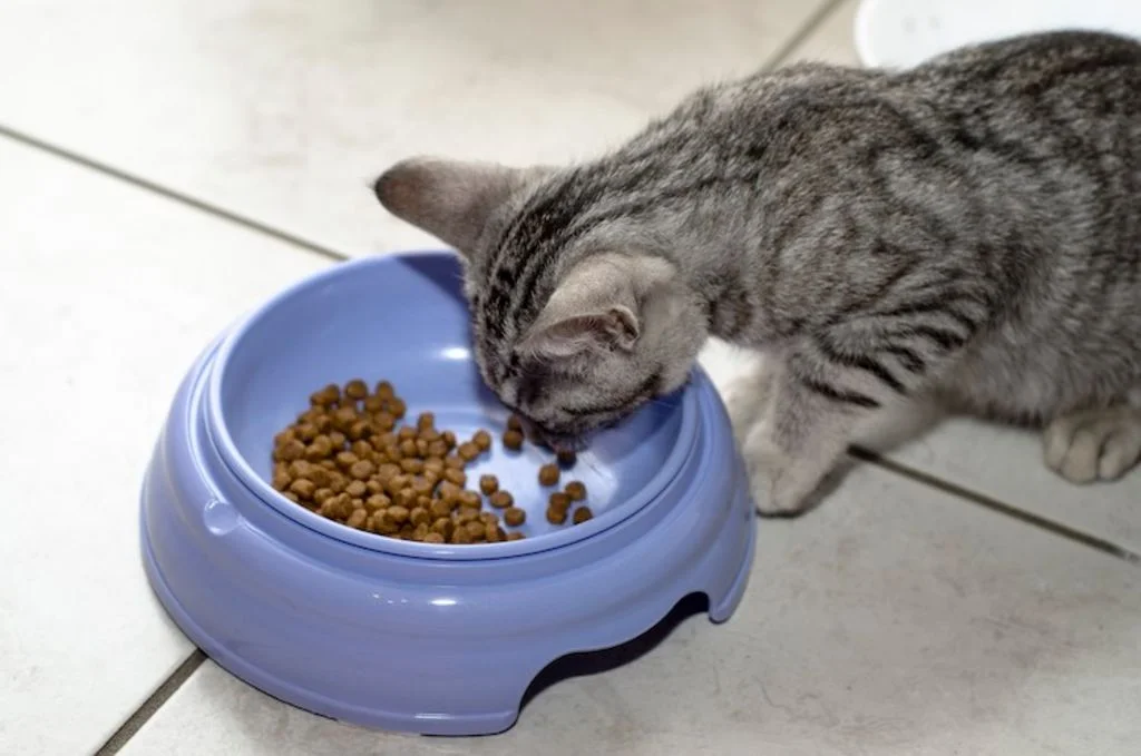 premier_repas_du_chaton_de_2_mois