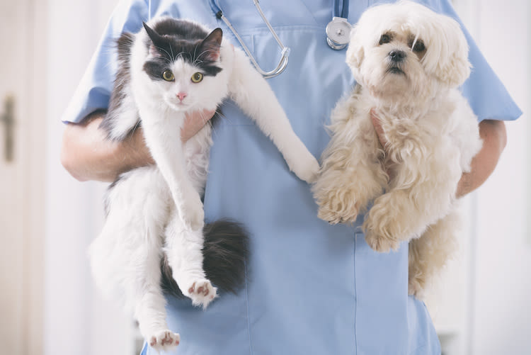 Prévention : 3 conseils d’expert pour votre chien ou chat