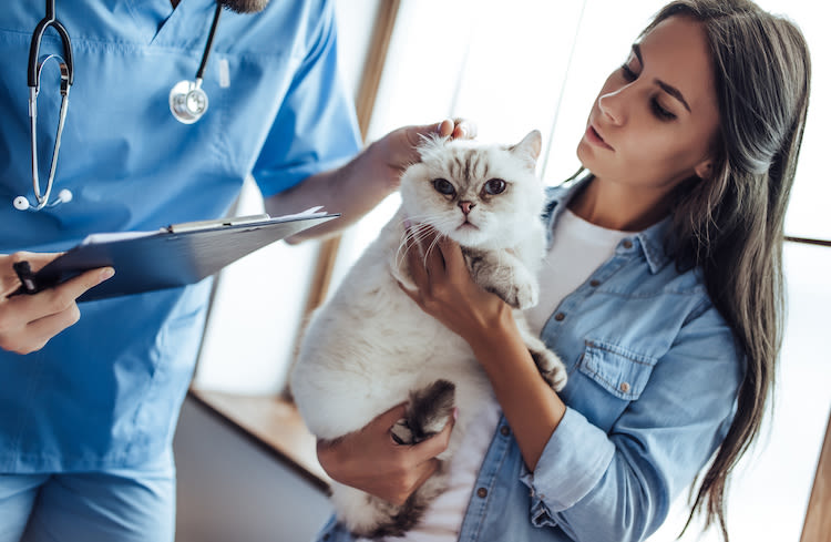 L&rsquo;hypertension artérielle féline remboursée par l&rsquo;assurance chat