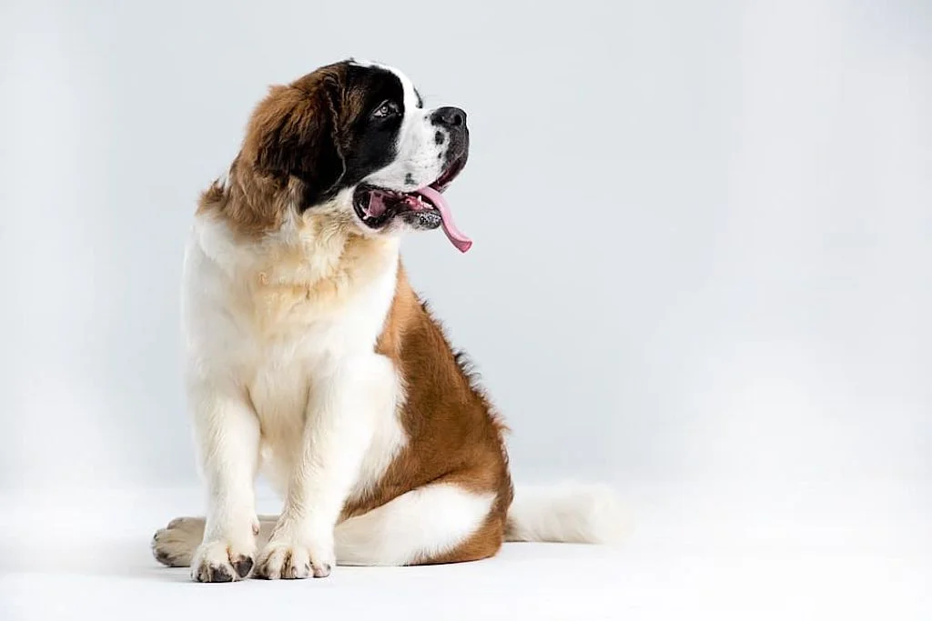 st-bernard chien calme
