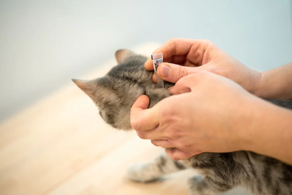 traitement_antiparasitaire_chaton