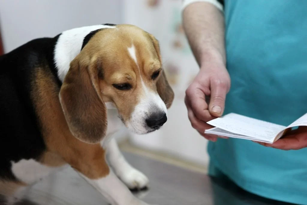 troublr-es_du_comportement_chien_veterinaire_comportementaliste