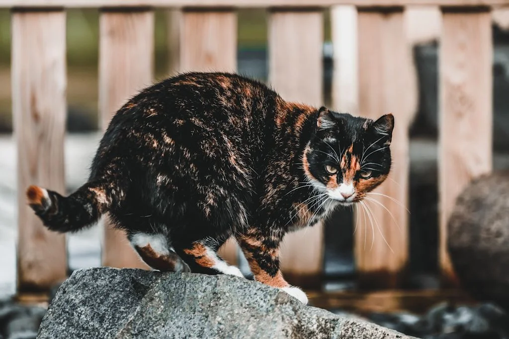 chat ecaille tortue obese