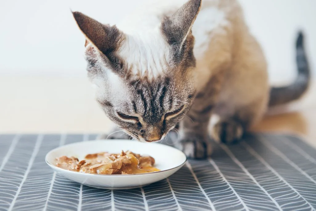 chat surpoids obese croquettes