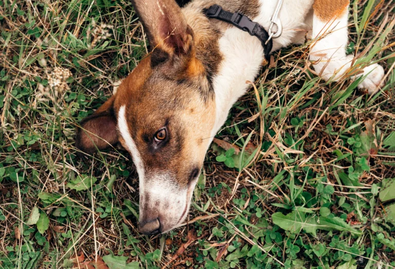 Que faire en cas d’accident chez le chien ?