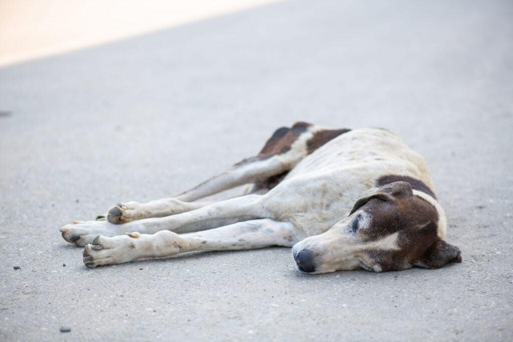 Accident chien sur la route