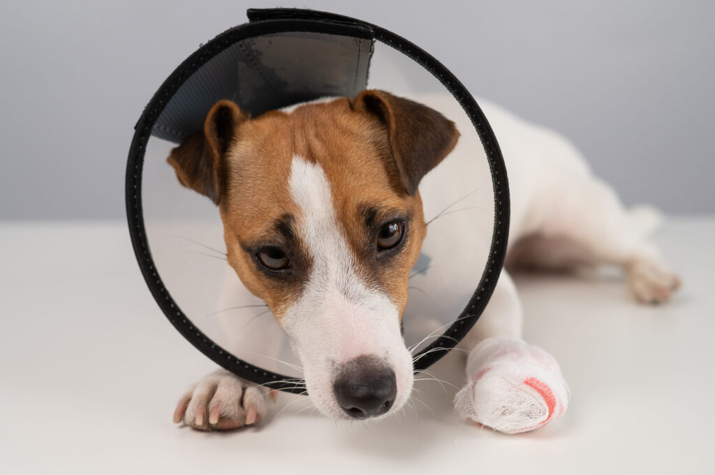 chien blessé