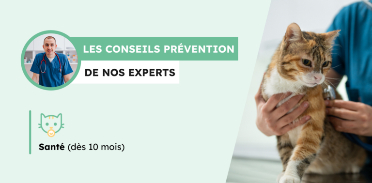 Prendre soin de la santé de votre chat de 10 mois