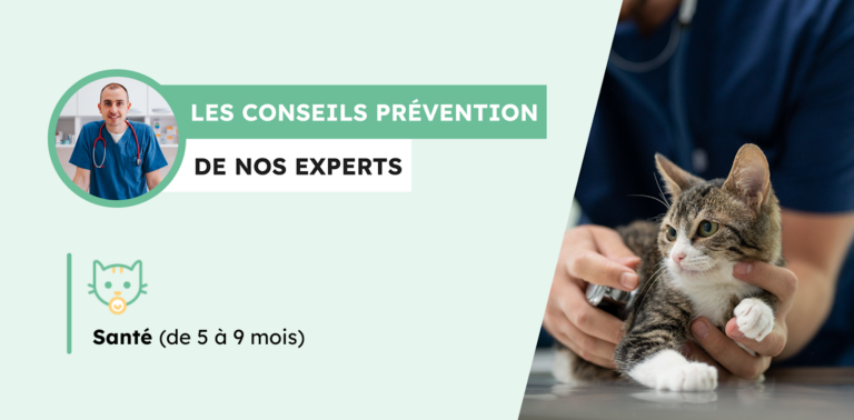 Chat de 5 mois : vaccins, parasites et stérilisation