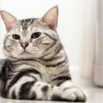Race de Chat : American Shorthair