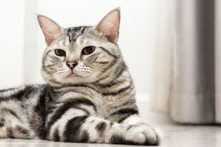 American Shorthair