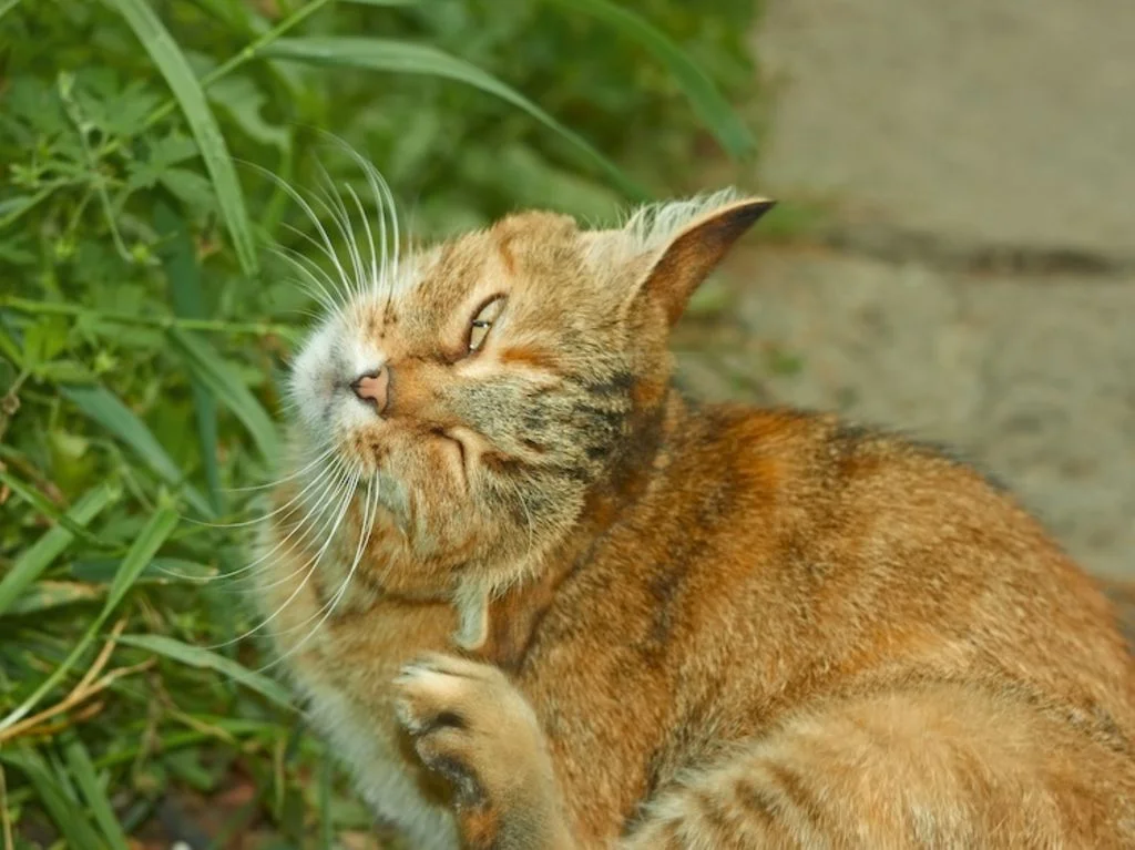 aoutats_chez_le_chat