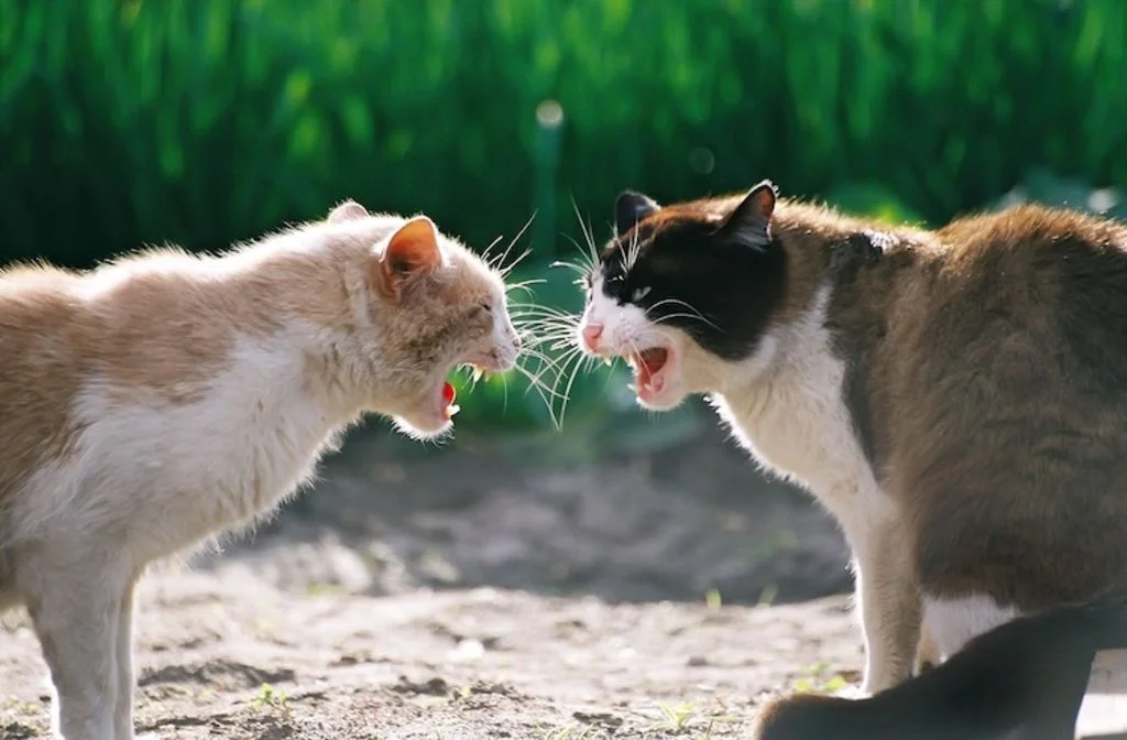bagarre de chats