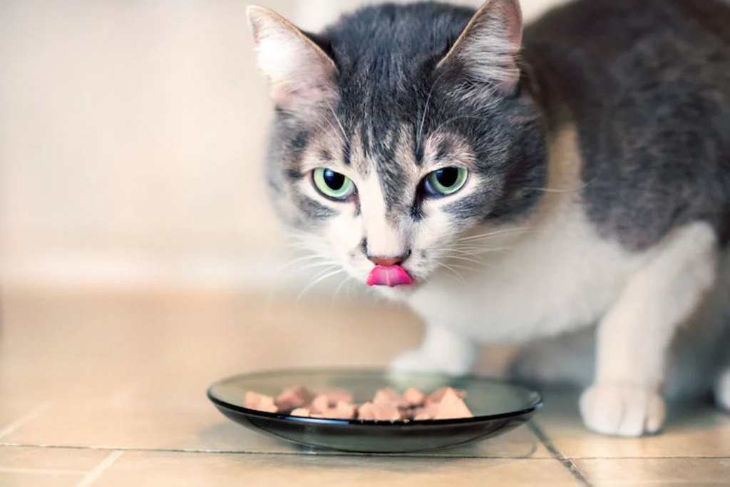 bien_nourrir_son_chat